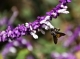 Dare to bee: Understanding bees, well-being and sustainability - World Bee Day